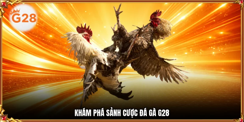 Khám phá sảnh cược đá gà G28